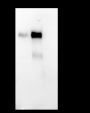 Anti-CD21 Rabbit mAb