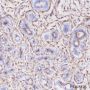Anti-CD13 Rabbit mAb