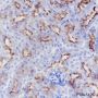 Anti-CD13 Rabbit mAb