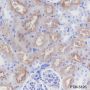 Anti-CD13 Rabbit mAb