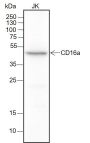 Anti-CD16a Rabbit mAb