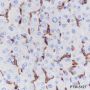 Anti-CD16a Rabbit mAb