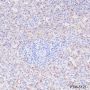 Anti-CD16a Rabbit mAb