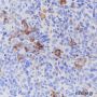Anti-CD16a Rabbit mAb