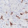 Anti-CD16a Rabbit mAb