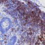 Anti-CD35 Rabbit mAb
