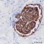 Anti-CD35 Rabbit mAb