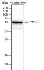 Anti-CD14 Rabbit mAb