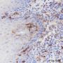 Anti-CD14 Rabbit mAb