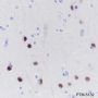Anti-SATB2 Rabbit mAb