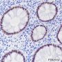 Anti-SATB2 Rabbit mAb