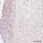 Anti-Claudin-1 Rabbit mAb