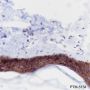 Anti-Claudin-1 Rabbit mAb