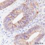 Anti-Claudin-1 Rabbit mAb