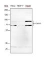 Anti-FOXP1 Rabbit mAb