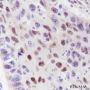 Anti-Cyclin D3 Rabbit mAb