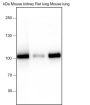 Anti-CD10 Rabbit mAb