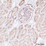 Anti-CD10 Rabbit mAb
