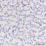 Anti-CD10 Rabbit mAb