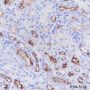 Anti-CD10 Rabbit mAb