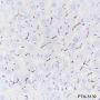 Anti-CD10 Rabbit mAb
