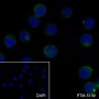 Anti-CD10 Rabbit mAb