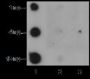 Anti-Crotonyl-Histone H2B (Lys34) Rabbit pAb