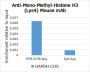 Anti-Monomethyl-Histone H3 (Lys4) Mouse mAb