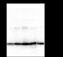 Anti-Dimethyl-Histone H3 (Lys79) Mouse mAb