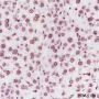 Anti-Dimethyl-Histone H3 (Lys79) Mouse mAb