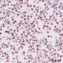 Anti-Dimethyl-Histone H3 (Lys79) Mouse mAb