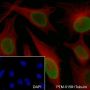 Anti-Dimethyl-Histone H3 (Lys79) Mouse mAb
