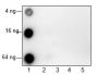 Anti-Crotonyl-Histone H3 (Lys4) Rabbit mAb
