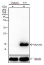 Anti-Crotonyl-Histone H3 (Lys4) Rabbit mAb