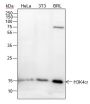 Anti-Crotonyl-Histone H3 (Lys4) Rabbit mAb