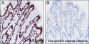 Anti-Crotonyl-Histone H3 (Lys4) Rabbit mAb