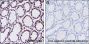 Anti-Crotonyl-Histone H3 (Lys4) Rabbit mAb