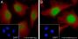 Anti-Crotonyl-Histone H3 (Lys4) Rabbit mAb