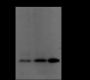 Anti-Crotonyl-Histone H3 (Lys9) Rabbit pAb