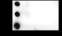 Anti-Crotonyl-Histone H3 (Lys9) Rabbit mAb