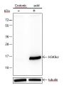Anti-Crotonyl-Histone H3 (Lys9) Rabbit mAb