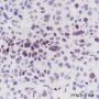 Anti-Crotonyl-Histone H3 (Lys9) Rabbit mAb