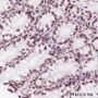 Anti-Crotonyl-Histone H3 (Lys9) Rabbit mAb