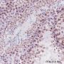 Anti-Crotonyl-Histone H3 (Lys9) Rabbit mAb