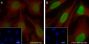 Anti-Crotonyl-Histone H3 (Lys9) Rabbit mAb