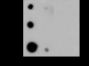 Anti-Crotonyl-Histone H3 (Lys18) Rabbit pAb