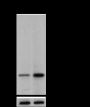 Anti-Crotonyl-Histone H3 (Lys18) Rabbit pAb