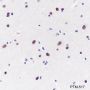 Anti-Crotonyl-Histone H3 (Lys18) Rabbit pAb