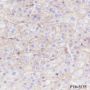 Anti-CD147 Mouse mAb