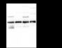 Anti-EIF2S1 Mouse mAb